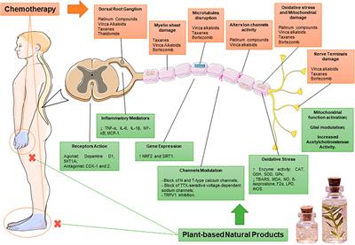 Antinociceptive effect of plant-based natural products in chemotherapy-induced peripheral neuropathies: A systematic review